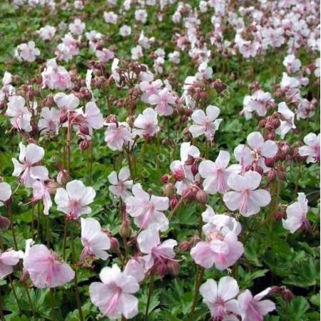 Geranium x cantabrigiense 'Biokovo'