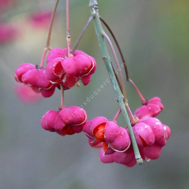 Euonymus europaeus 'Red Cascade' -  Fusain d'Europe