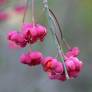 Euonymus europaeus 'Red Cascade' -  Fusain d'Europe