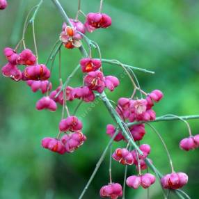 Euonymus europaeus 'Red Cascade' -  Fusain d'Europe