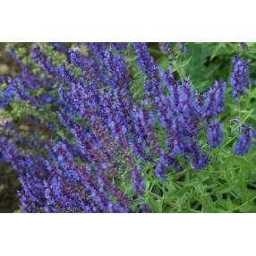 Salvia amplexicaulis Sauge amplexicaule en fleurs