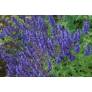 Salvia amplexicaulis Sauge amplexicaule en fleurs