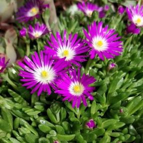 Delosperma lavisiae - Pourpier vivace rose