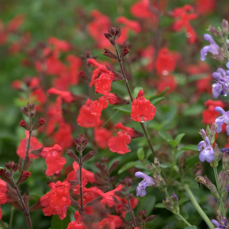 Salvia 'Vague de Chaleur Rouge' - Sauge arbustive rouge foncée