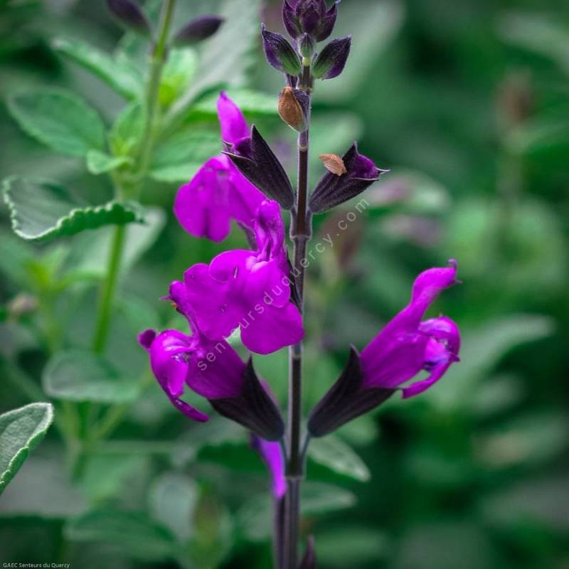 Sauge blanche avec fleurs violettes - Calliste Herboristerie