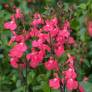 Touffe de Salvia 'Pluenn' - Sauge arbustive rose