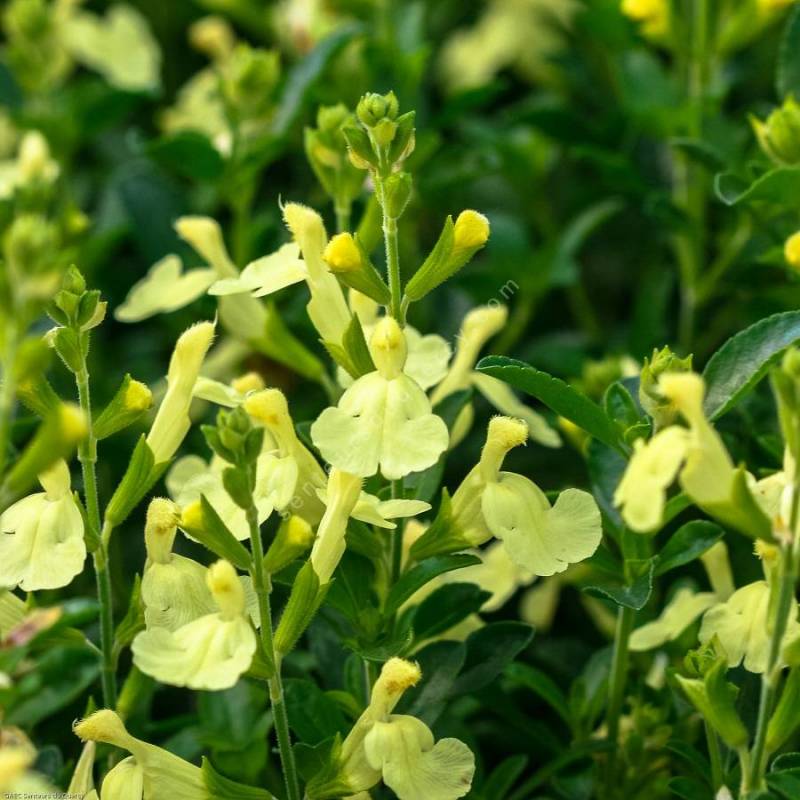 Fleur de Salvia 'Lemon Light' - Sauge arbustive jaune lumineux