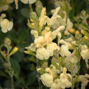 touffe de Salvia greggii 'Sungold' - Sauge de Gregg jaune
