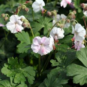 Geranium x cantabrigiense 'Biokovo' - Géranium vivace