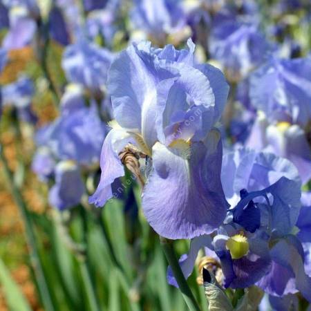 Iris pallida