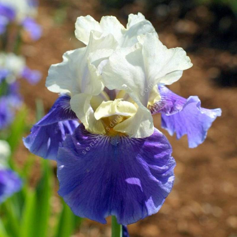 Iris 'Mani Pulite'