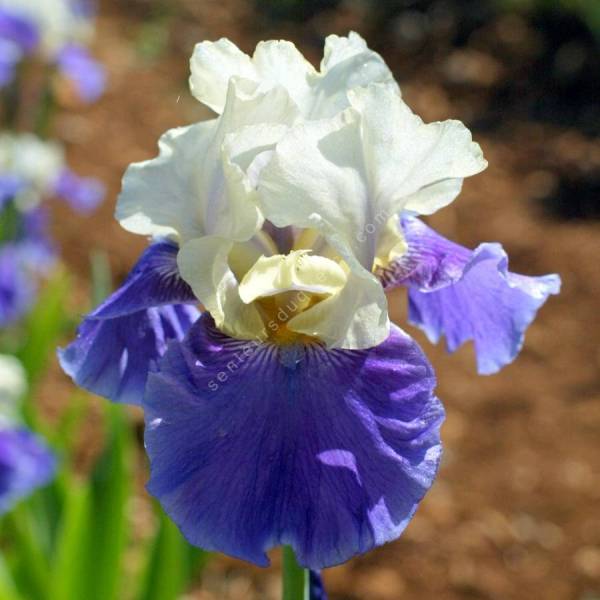 Iris 'Mani Pulite' Iris 'Mani Pulite'