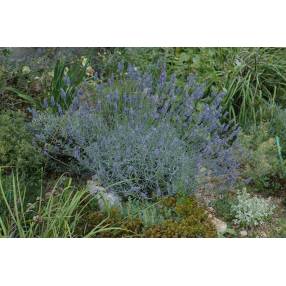 Lavandula x chaytorea 'Richard Gray', Lavande grise