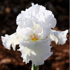 Iris 'Bonus Lite'