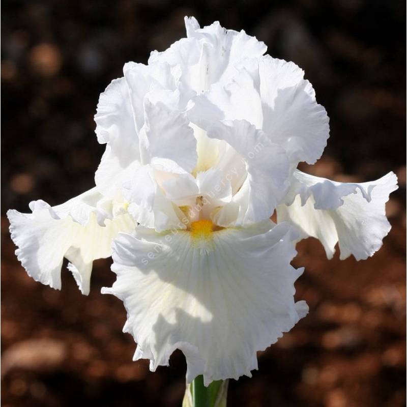 Grand iris de jardin 'Bonus Lite' blanc - vente en ligne