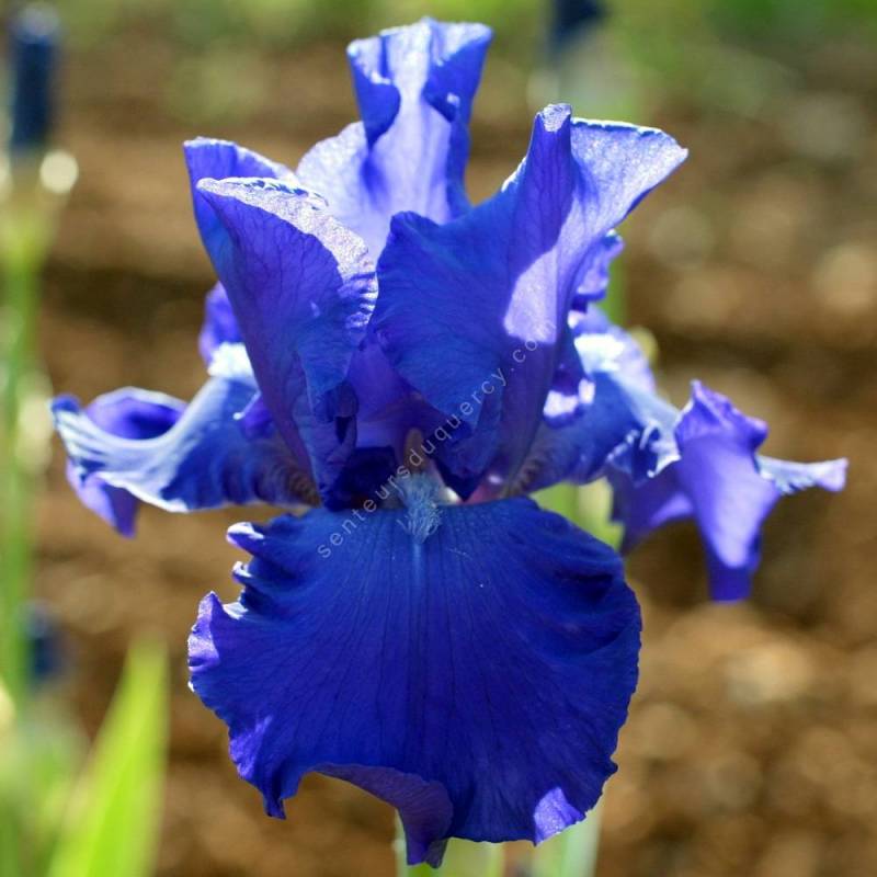 Iris 'Mer du Sud'