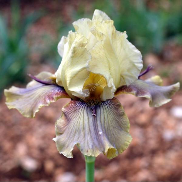 Iris 'Thornbird'