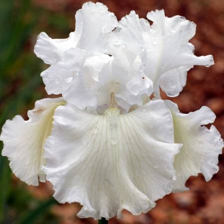 Large fleur de l'iris 'Arctic Express' dans toute sa splendeur