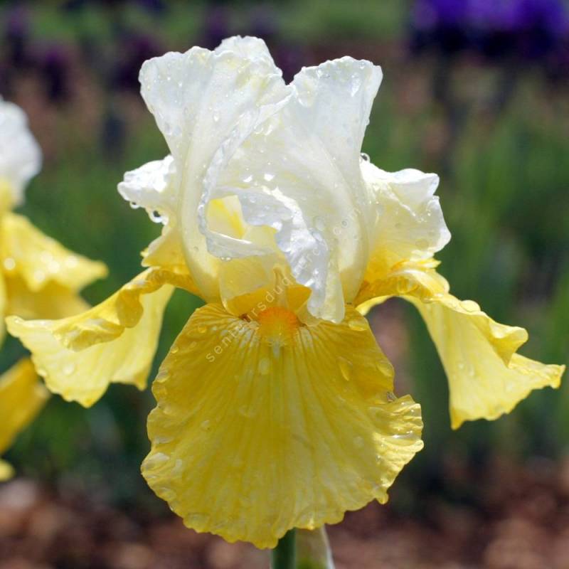 Iris 'Echo de France'