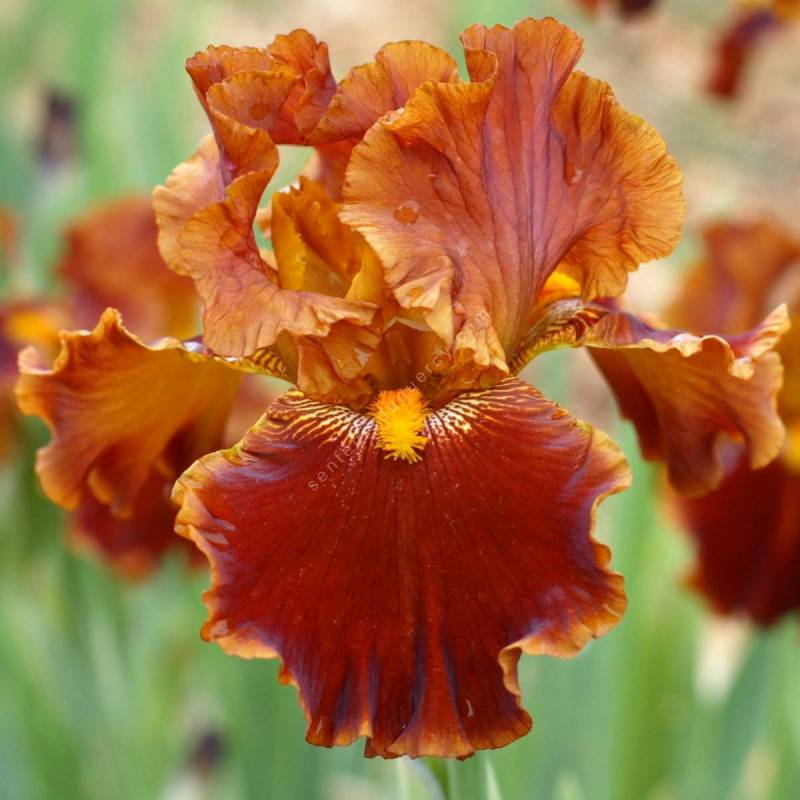 Iris 'Rustler'