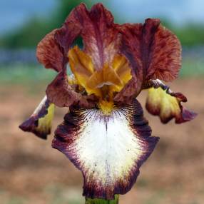 Iris 'Stop The Music'