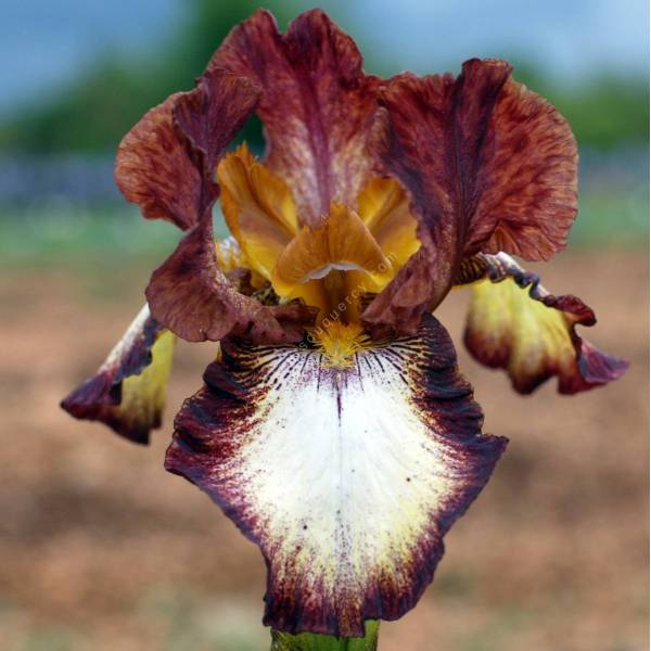 Iris 'Stop The Music' Iris 'Stop The Music'