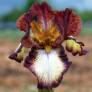Iris 'Stop The Music'