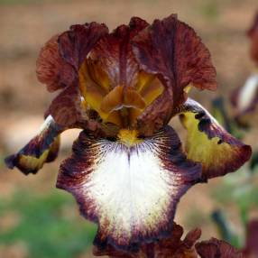 Iris 'Stop The Music'