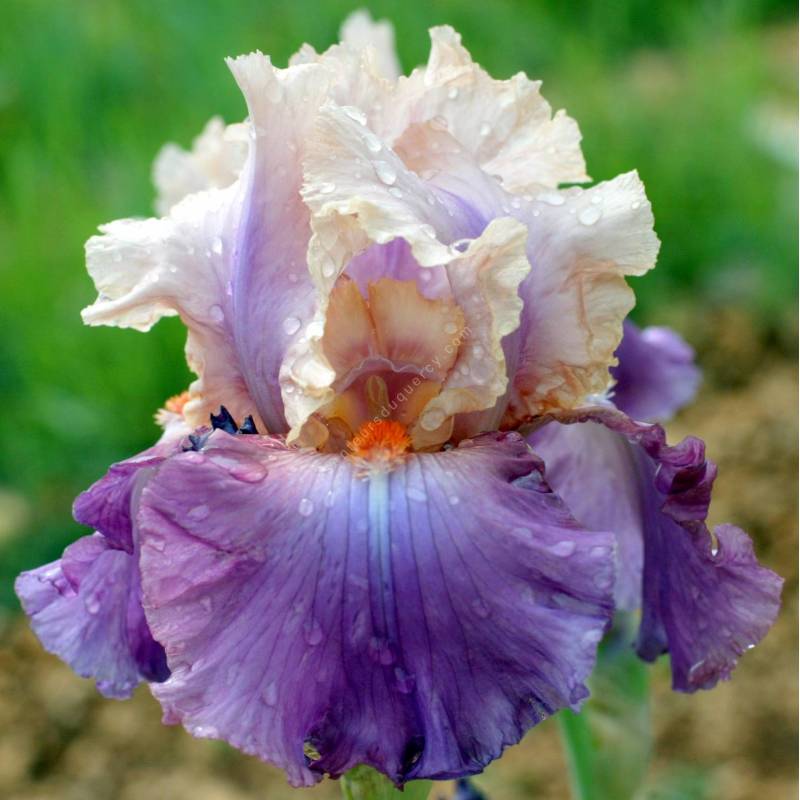 Iris 'Brekeke'