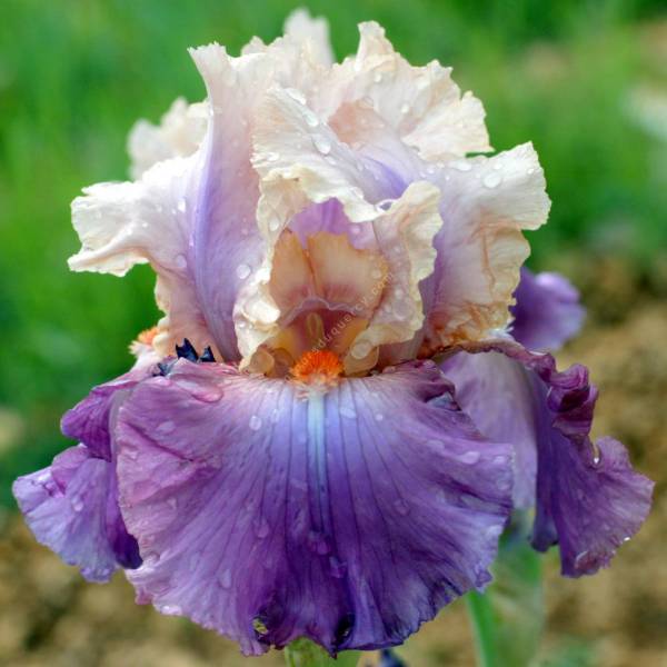 Iris 'Brekeke' Iris 'Brekeke'