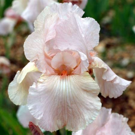Iris 'Pink Attraction'