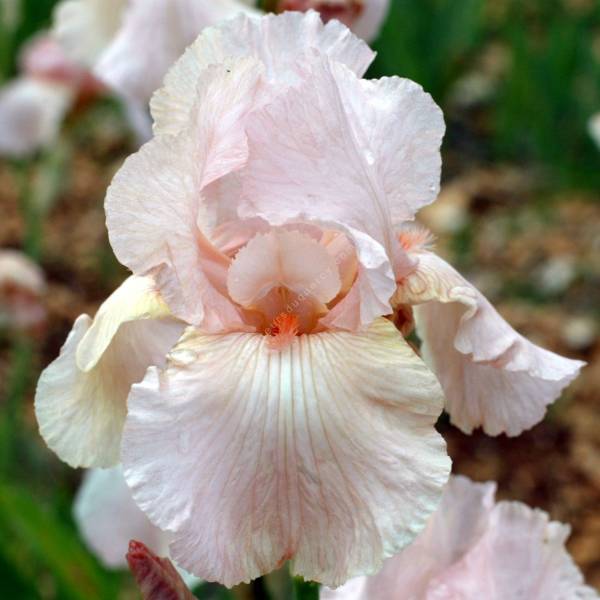 Iris 'Pink Attraction'