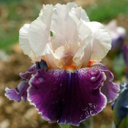 Iris 'Pu Abi'