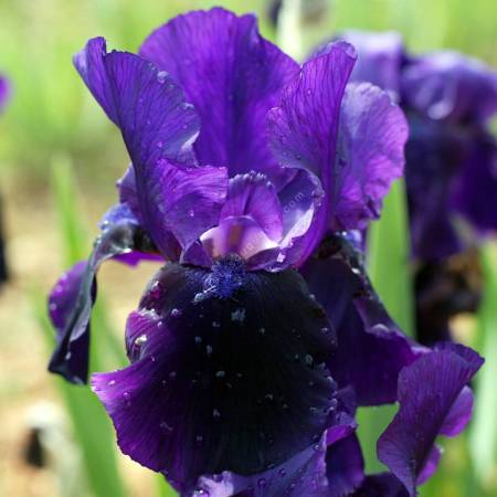 Iris 'Midnight Caller'