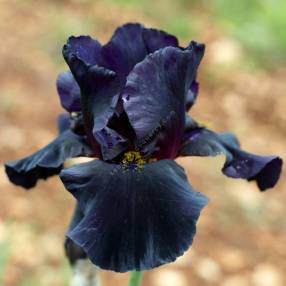 Iris 'Old Black Magic'