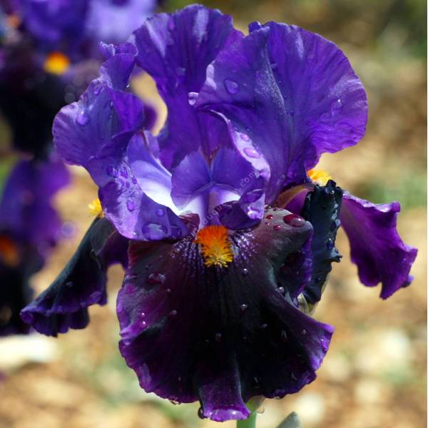 Iris 'Local Color'