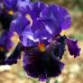 Iris 'Local Color'