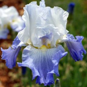 Iris 'Ruffled Ballet'