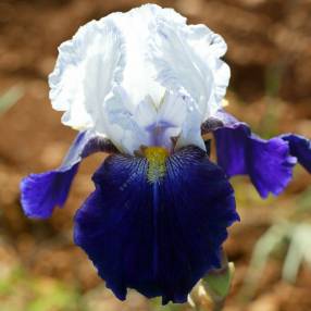 Iris 'Night Edition'