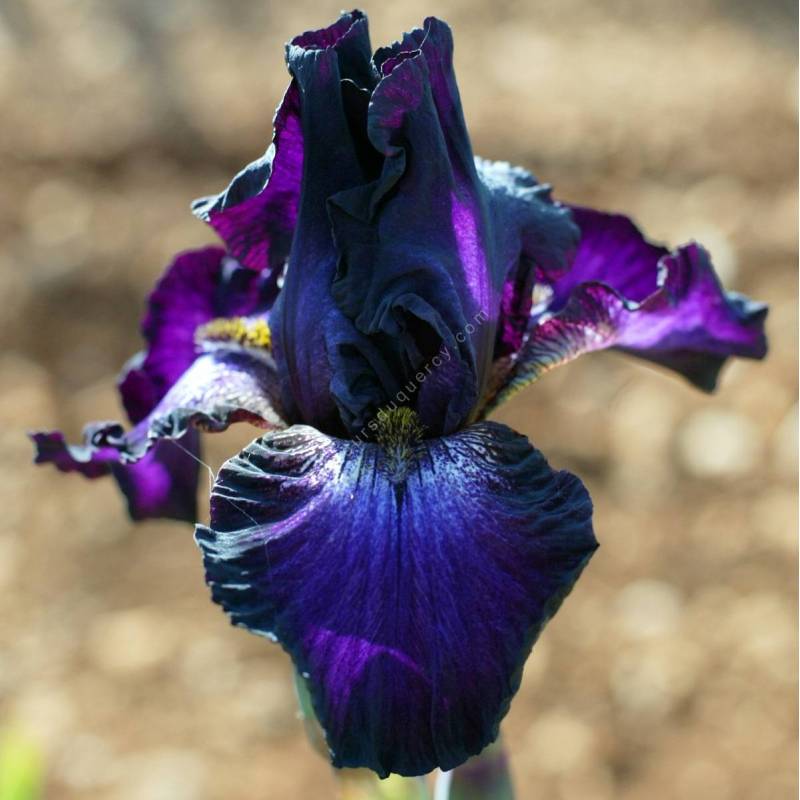 Iris 'Baltic Star'