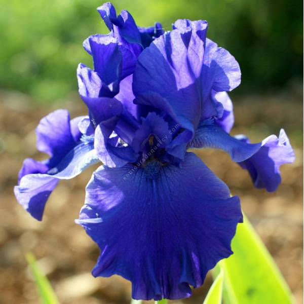 Iris 'Navy Blues'