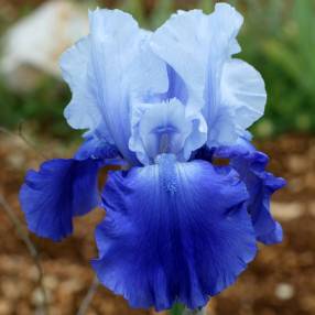 Iris 'Royal Crusader'