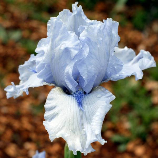 Iris 'Cap Horn' Iris 'Cap Horn'
