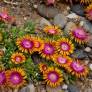 Delosperma 'Fileur de Feu' - Pourpier vivace orange