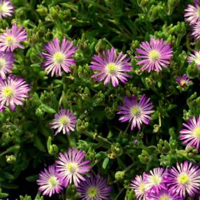 Delosperma aberdeenense - Pourpier vivace rose