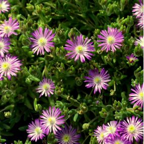 Plantes Succulentes Rustiques Pour Pots Rocailles Et