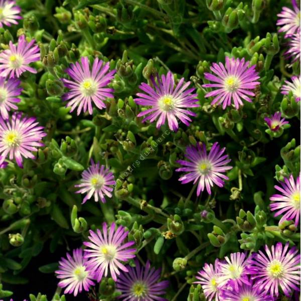 Delosperma aberdeenense - Pourpier vivace rose