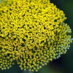 Achillea filipendulina - Achillée eupatoire