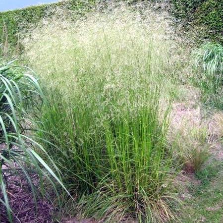 Deschampsia cespitosa 'Tardiflora' - Canche cespiteuse