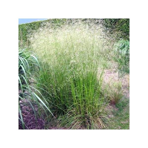 Deschampsia cespitosa 'Tardiflora' - Canche cespiteuse